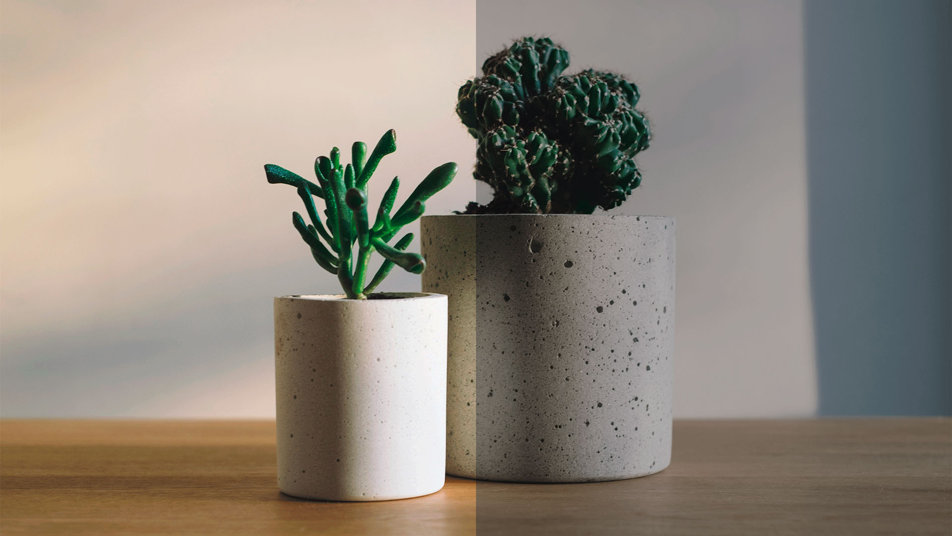 Kuva viherkasveista ruukuissa, joka demoaa miten kaihi vie väreistä kirkkauden